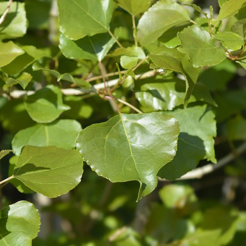 Lombardy Poplar Tree