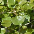 Lombardy Poplar Tree