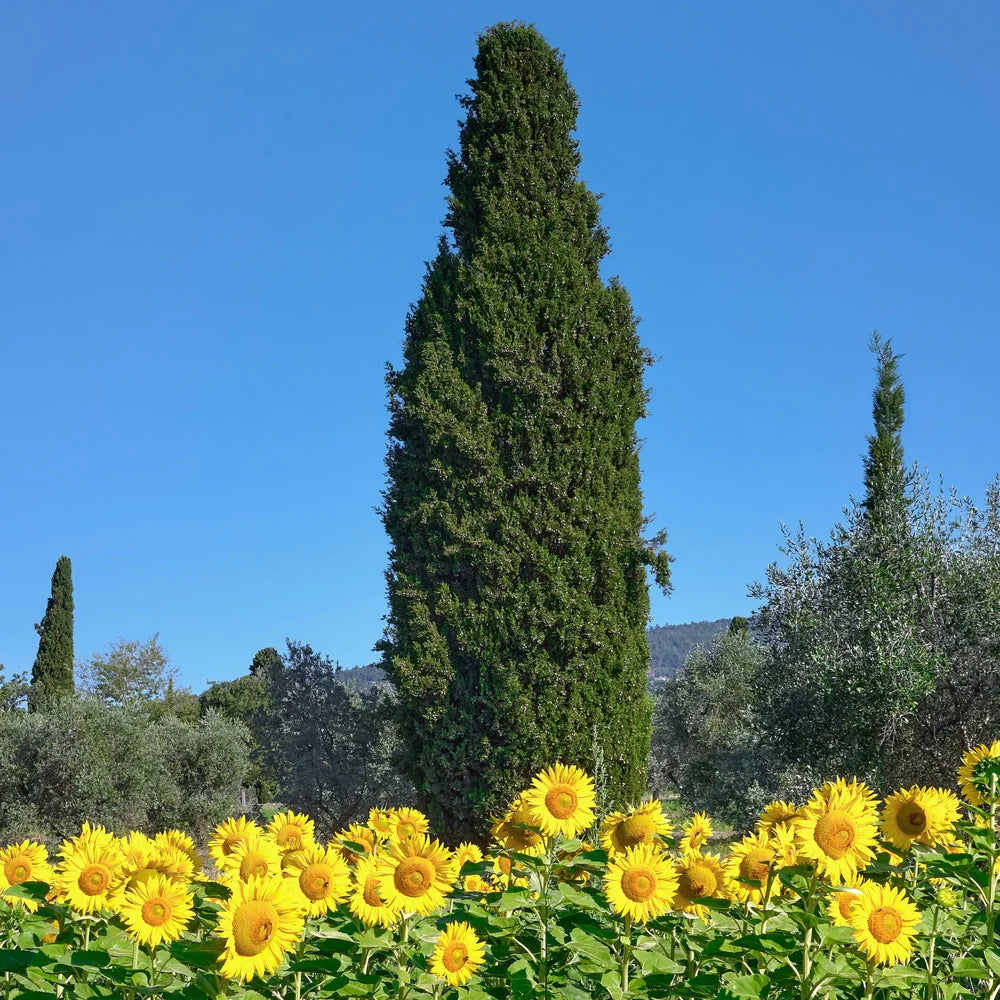 Lombardy Poplar Tree