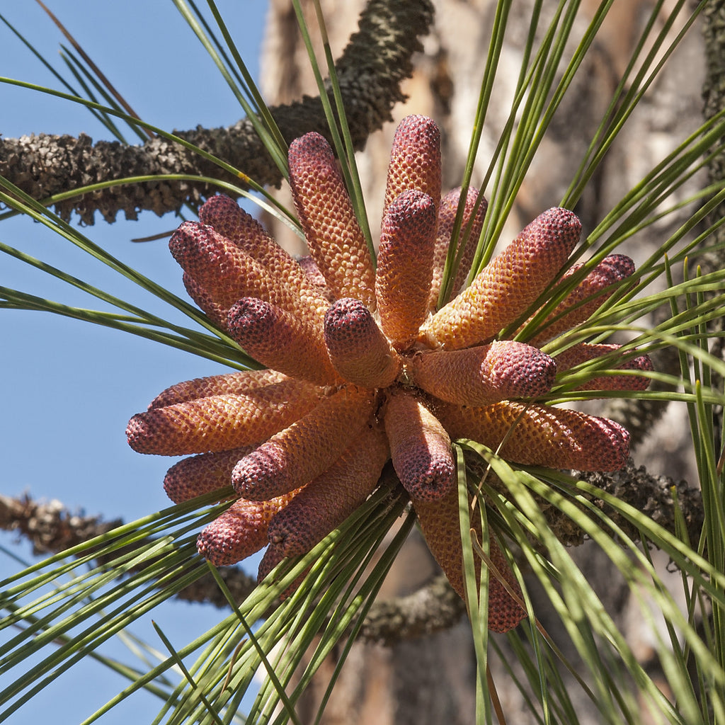 Close-up of a pine cone cluster surrounded by long green pine needles and textured tree bark against a clear blue sky.