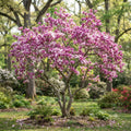 A flowering magnolia tree in full bloom with dense pink blossoms, set in a landscaped garden with green grass, other plants, and trees in the background.