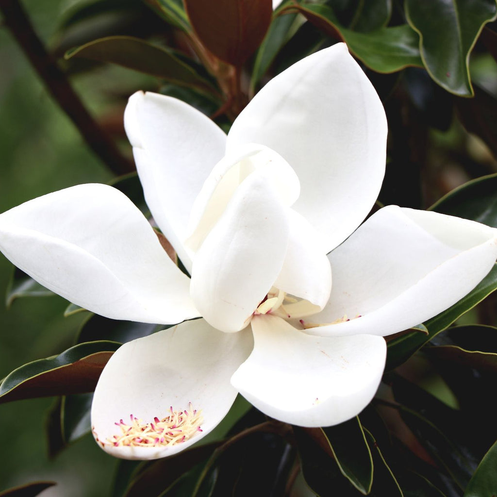 Southern Magnolia Tree