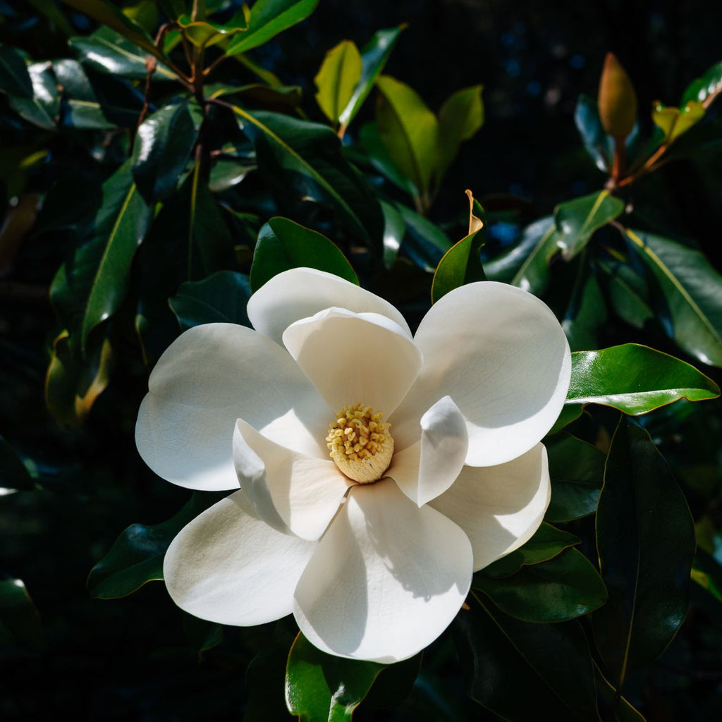 Southern Magnolia Tree