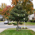 Southern Magnolia Tree