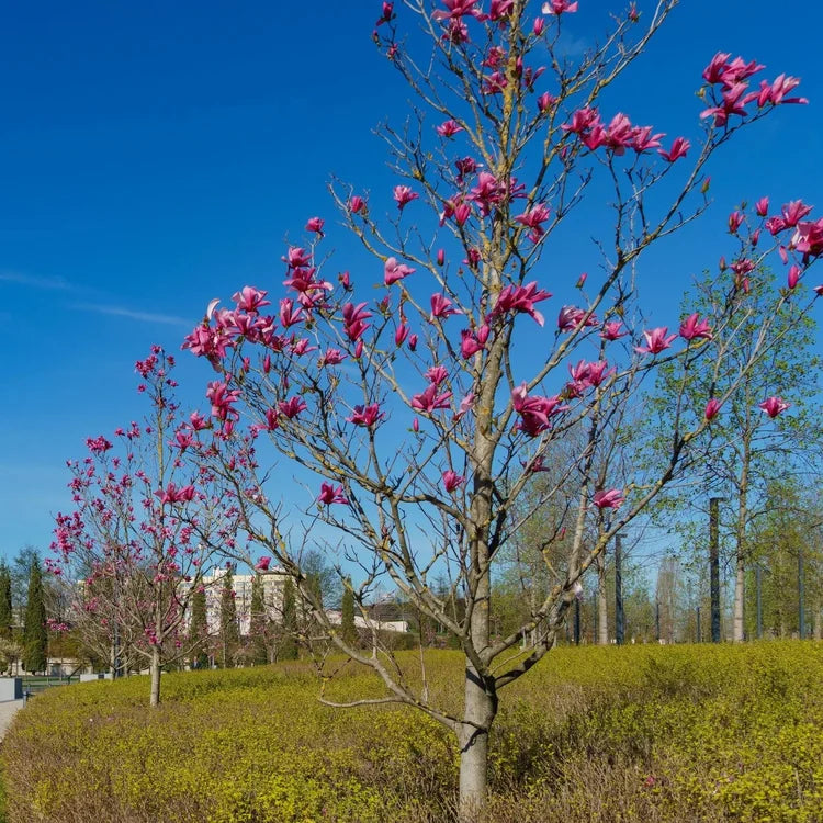 A flowering tree with bright pink blossoms stands in a park-like setting under a vivid blue sky, with yellow-green shrubs in the foreground and buildings in the distance.