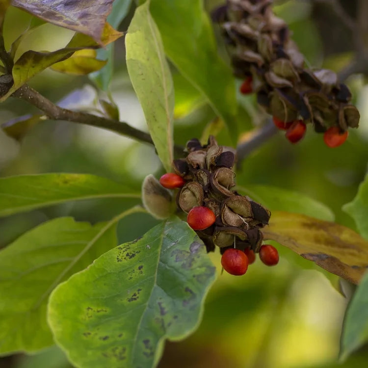 Close-up of a plant branch with clusters of small bright red berries surrounded by green leaves with some yellow and brown spots.