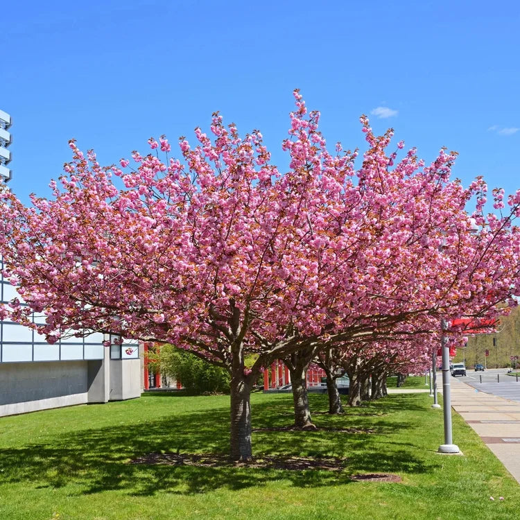 A row of blooming pink cherry blossom trees on a green lawn under a clear blue sky, with a sidewalk and modern building visible in the background.