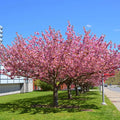 A row of blooming pink cherry blossom trees on a green lawn under a clear blue sky, with a sidewalk and modern building visible in the background.