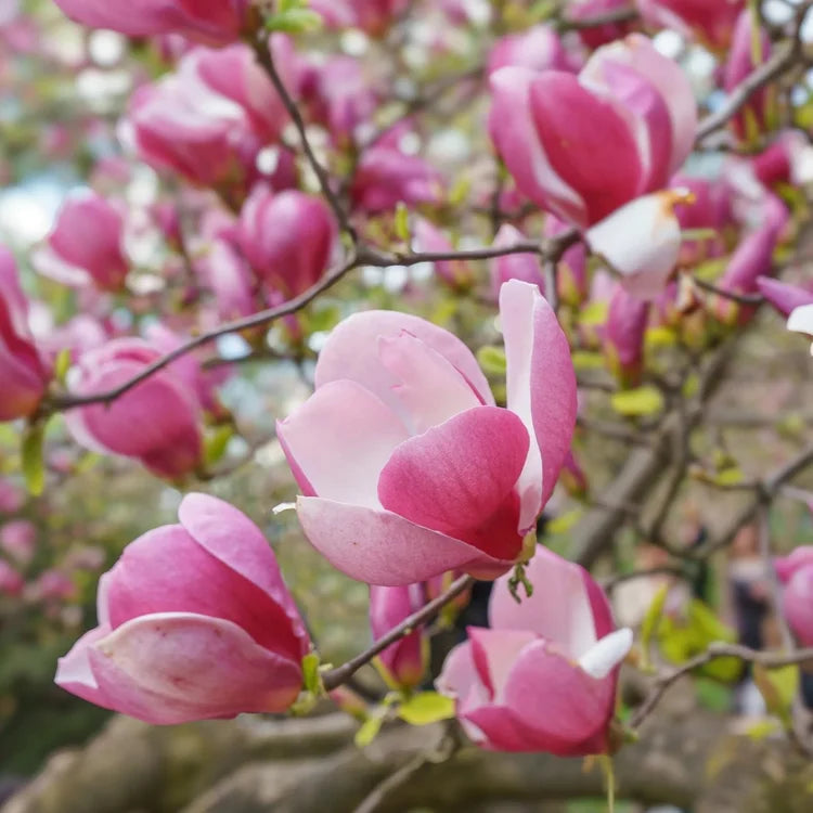 Pink magnolia blossoms on a tree branch with green leaves and soft natural light in the background.
