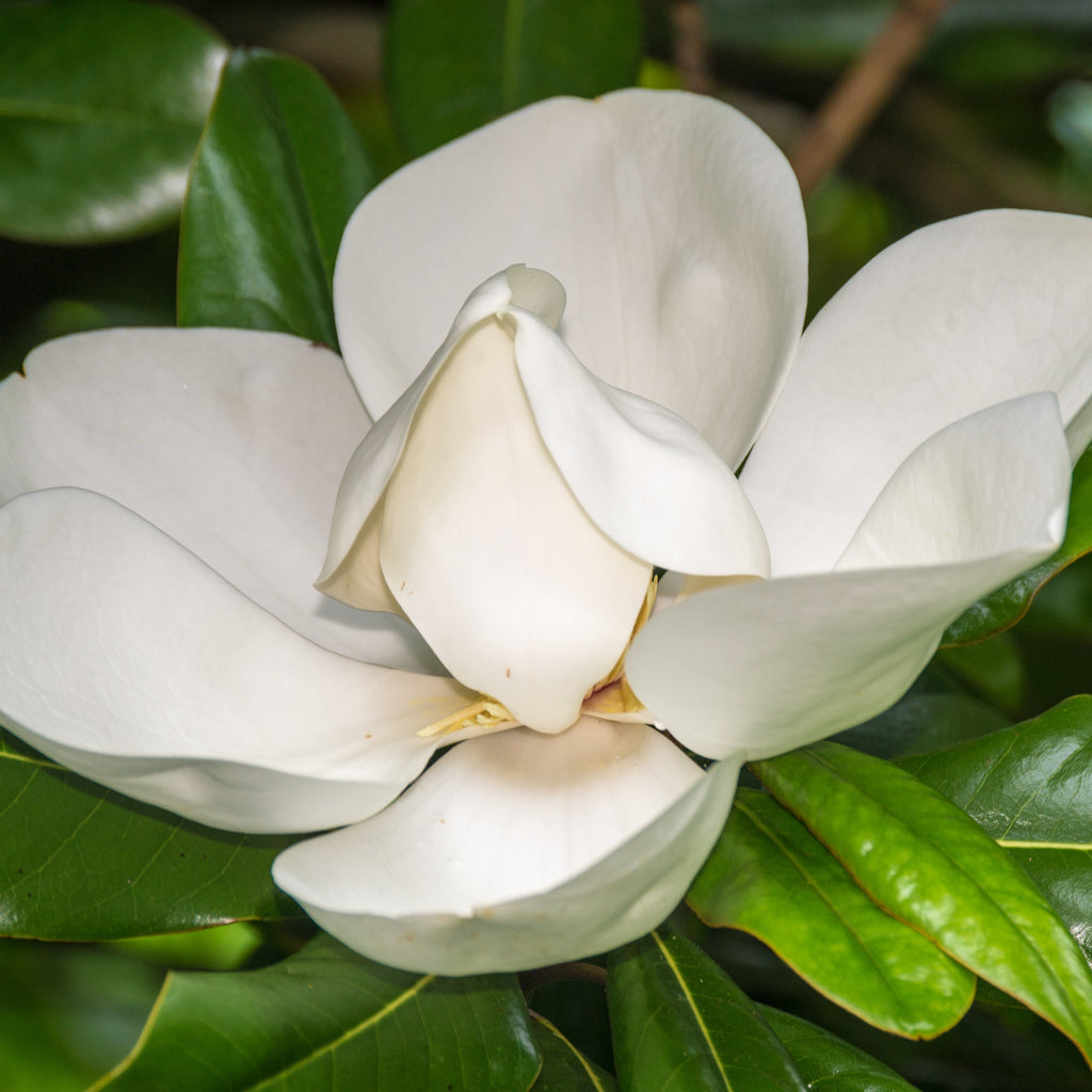 Southern Magnolia Tree