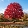 A vibrant red autumn tree stands in a grassy park with fallen leaves on the ground and a blue sky in the background.