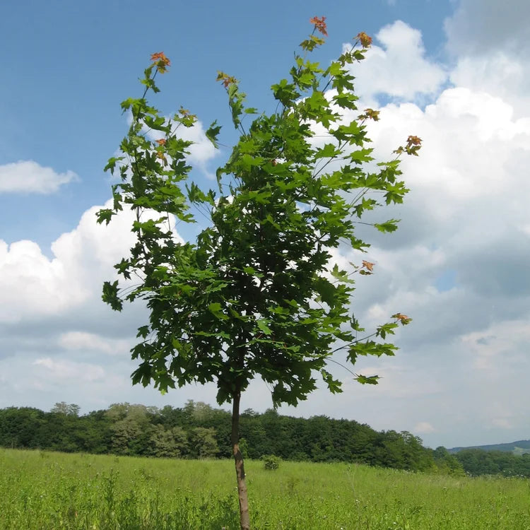 Sun Valley Maple Tree