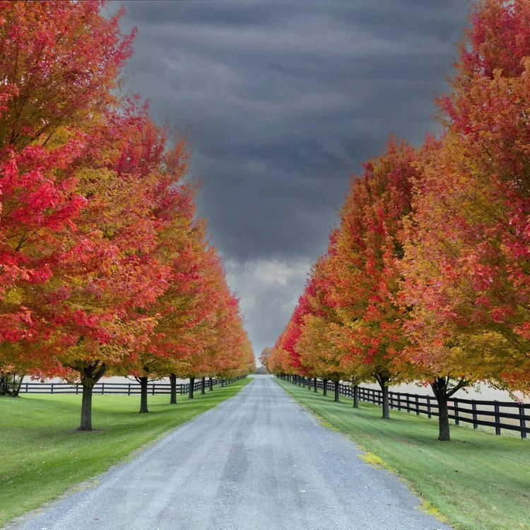 Sun Valley Maple Tree