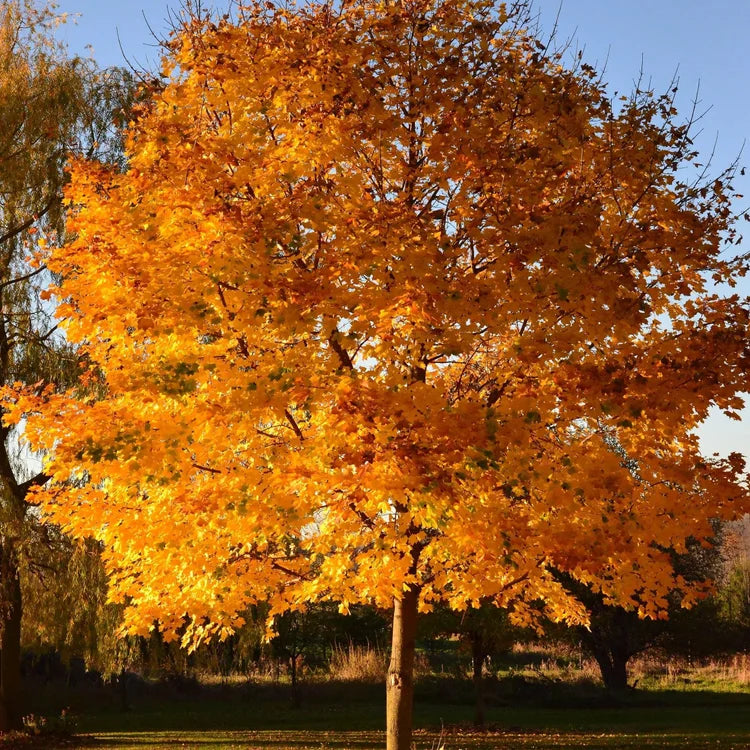 Sun Valley Maple Tree