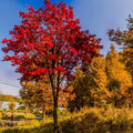 Sun Valley Maple Tree