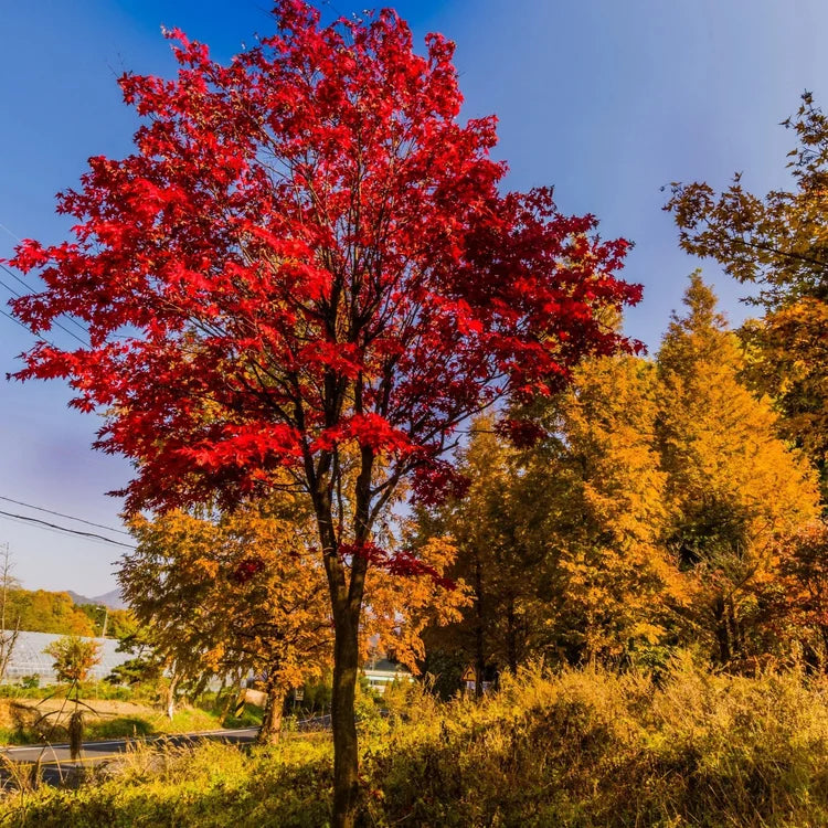 Sun Valley Maple Tree