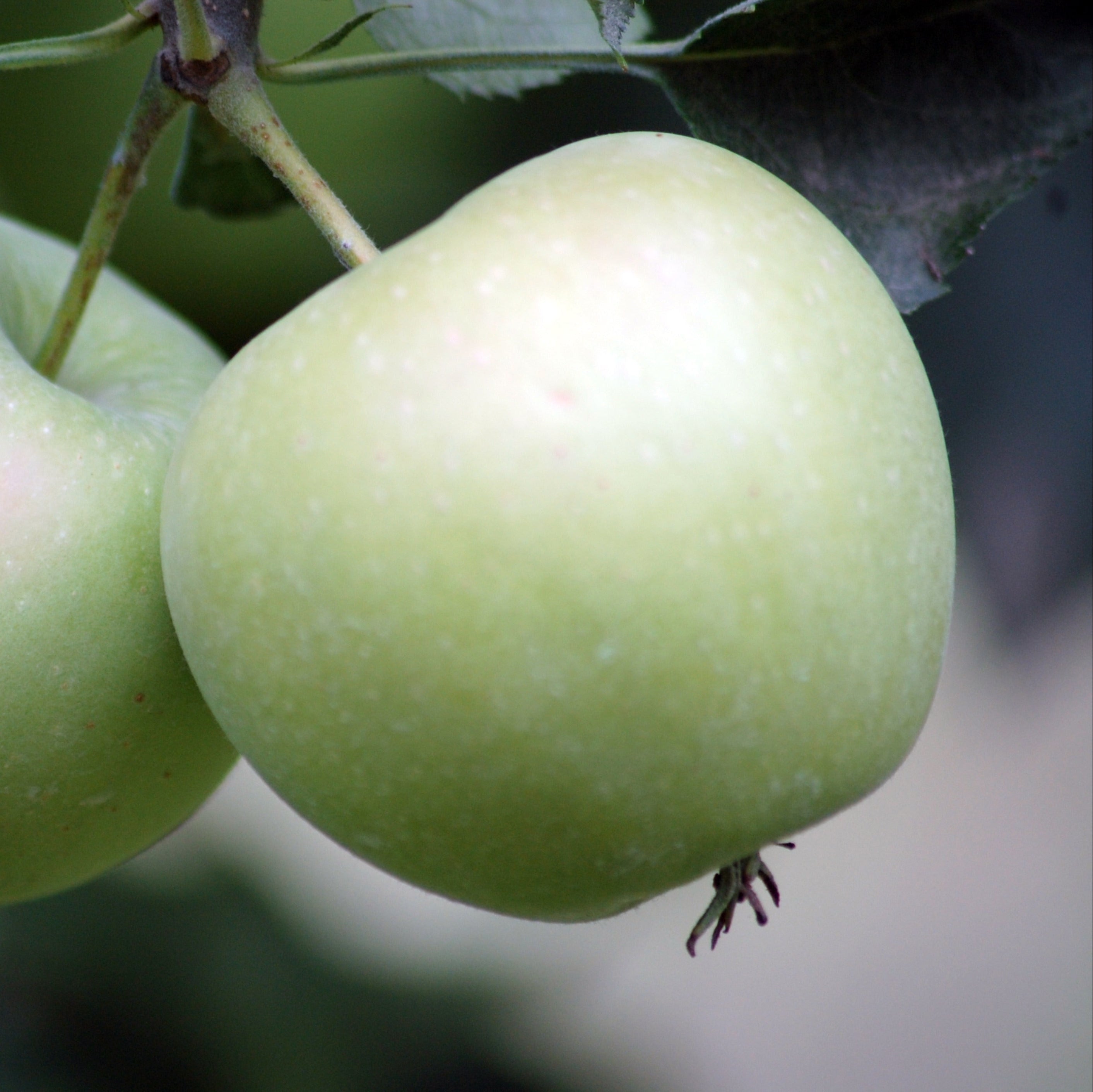Two light green apples hanging from a branch with dark green leaves, photographed close up against a blurred natural background.