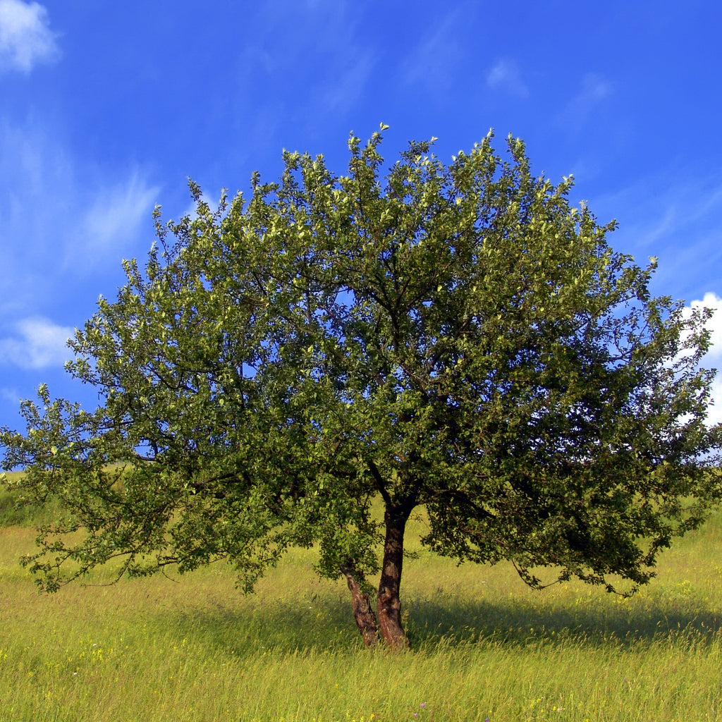 A single green tree stands in a grassy field under a bright blue sky with scattered white clouds.