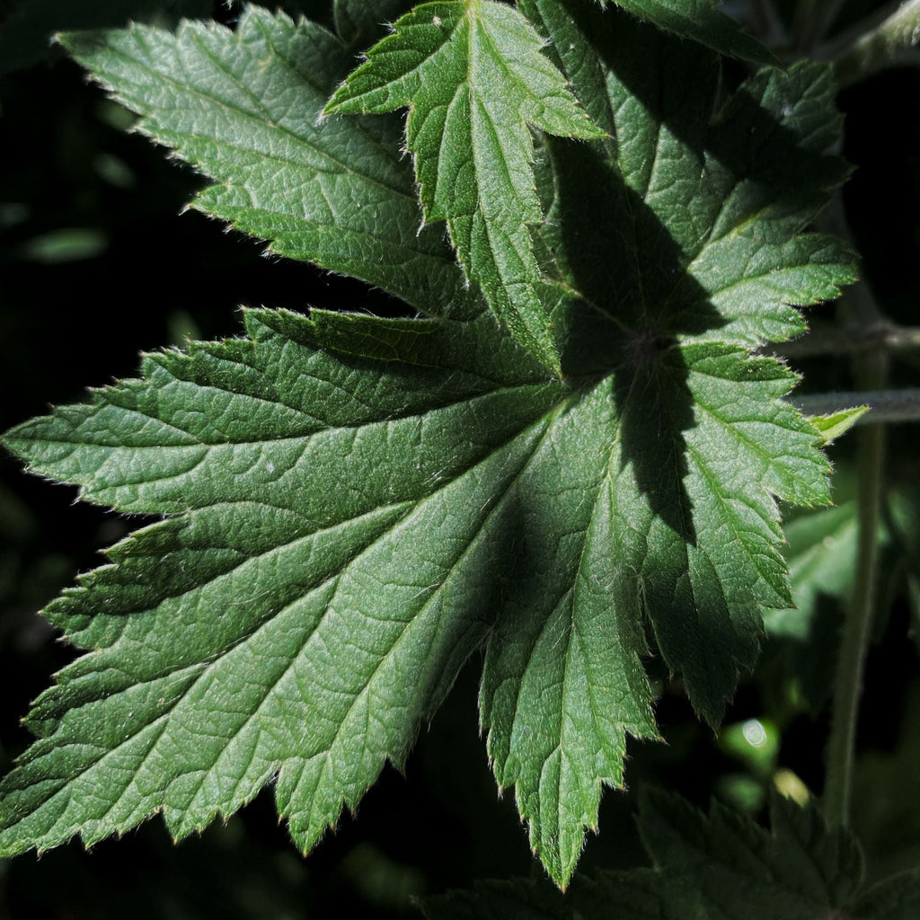 Close-up of green lobed leaves with visible veins and a small pale flower bud against a dark leafy background.