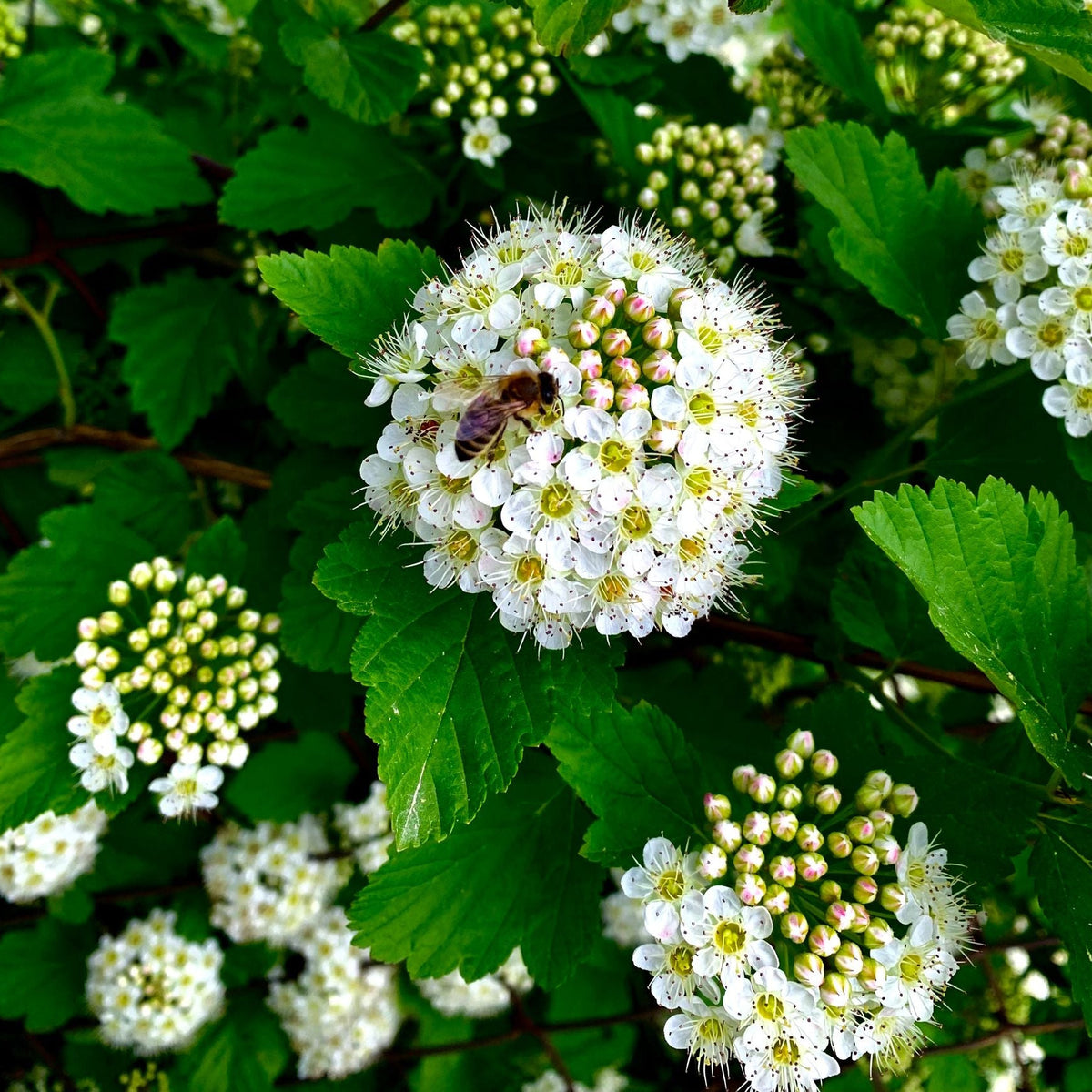 White flowering clusters with yellow centers and green leaves, with a small bee visiting one flower.