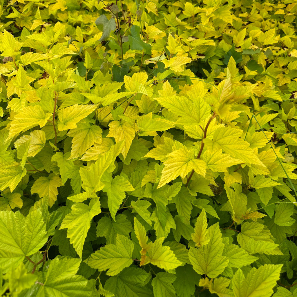 Close-up of a dense leafy plant with bright yellow-green foliage filling the frame.