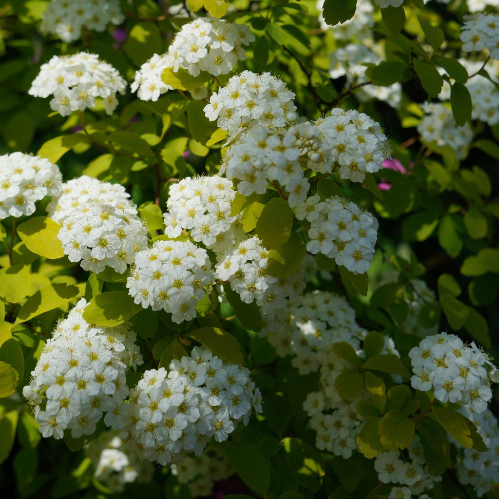 Close-up of white flower clusters with green leaves growing on a bush in outdoor sunlight.