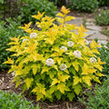 A flowering shrub with bright yellow-green leaves and clusters of small white flowers, planted in mulch outdoors with greenery and a stone path in the background.