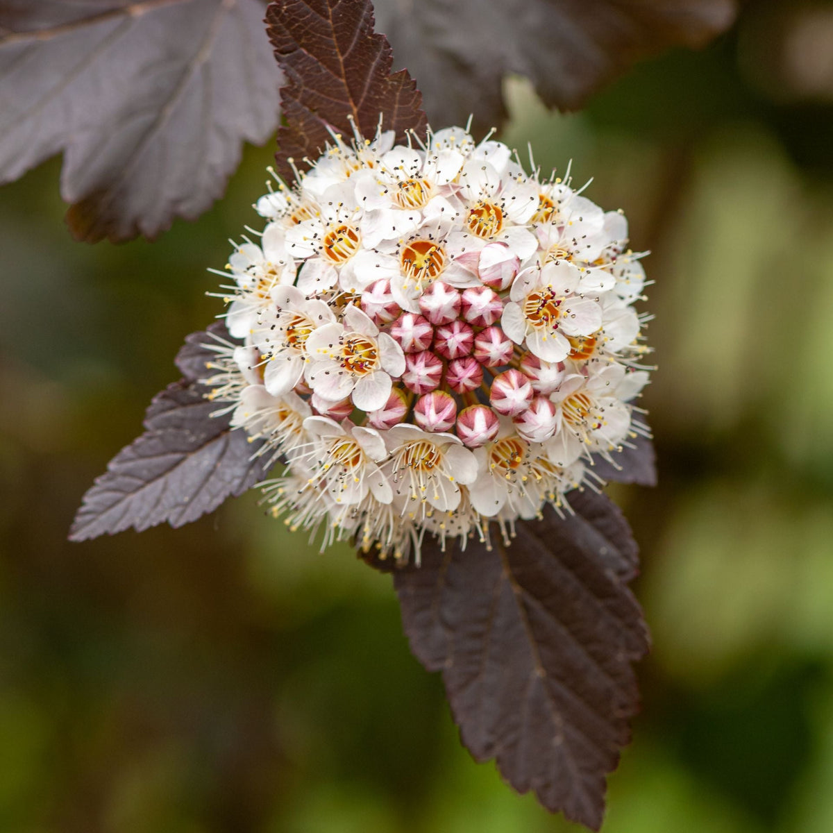 A close-up of a round cluster of small white flowers with pink centers and yellow-orange stamens, surrounded by dark purple leaves against a soft blurred green background.