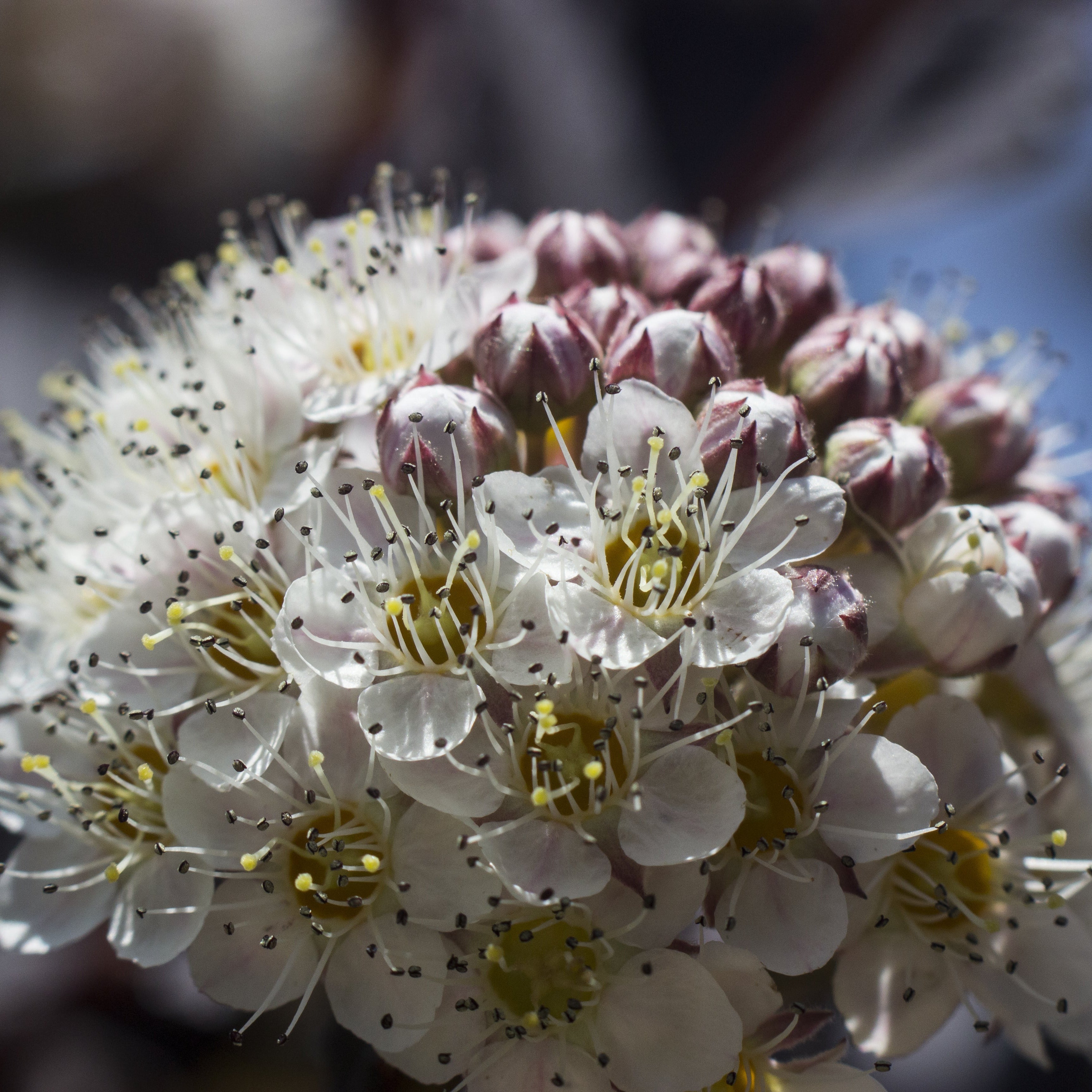 Diablo Ninebark Shrub