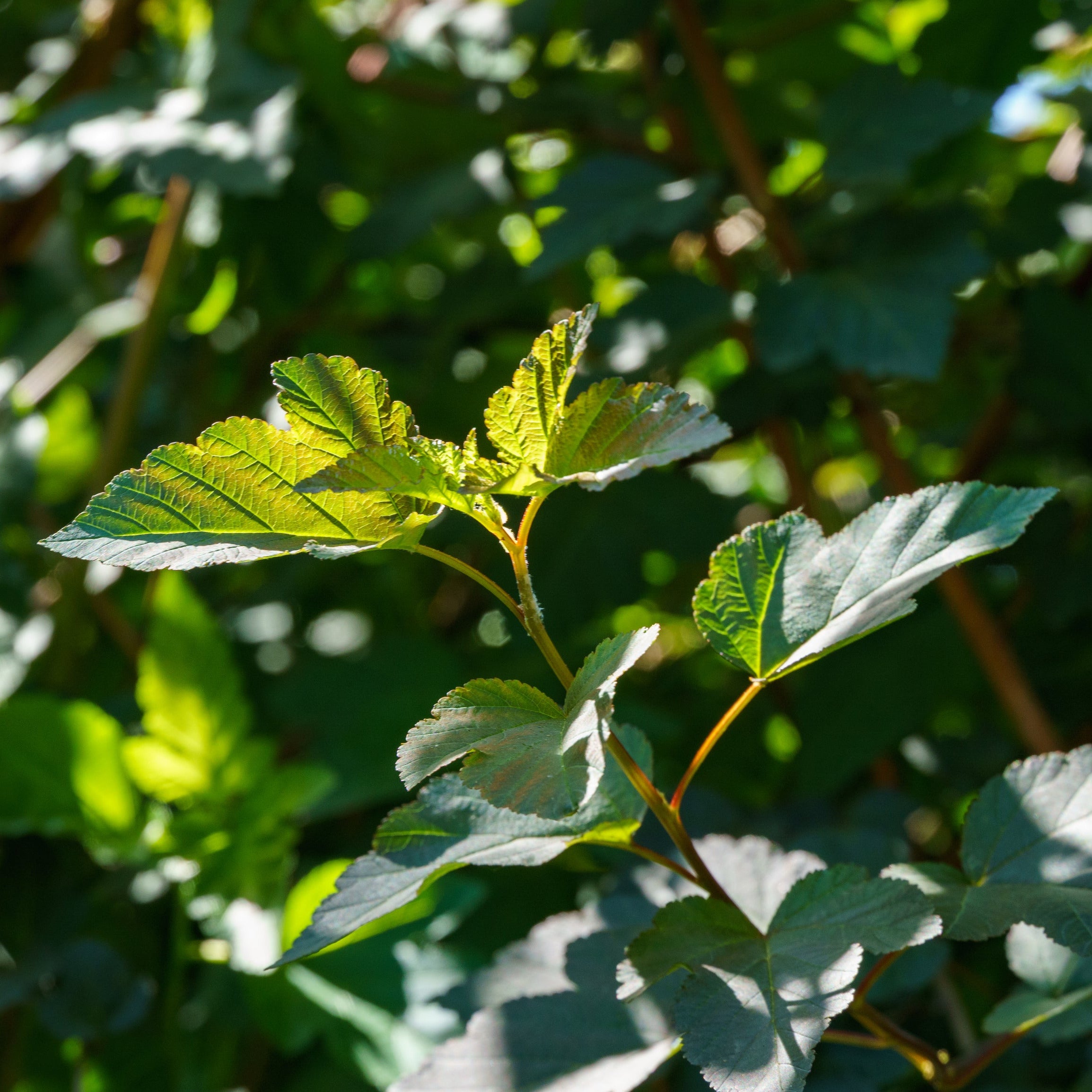 Diablo Ninebark Shrub