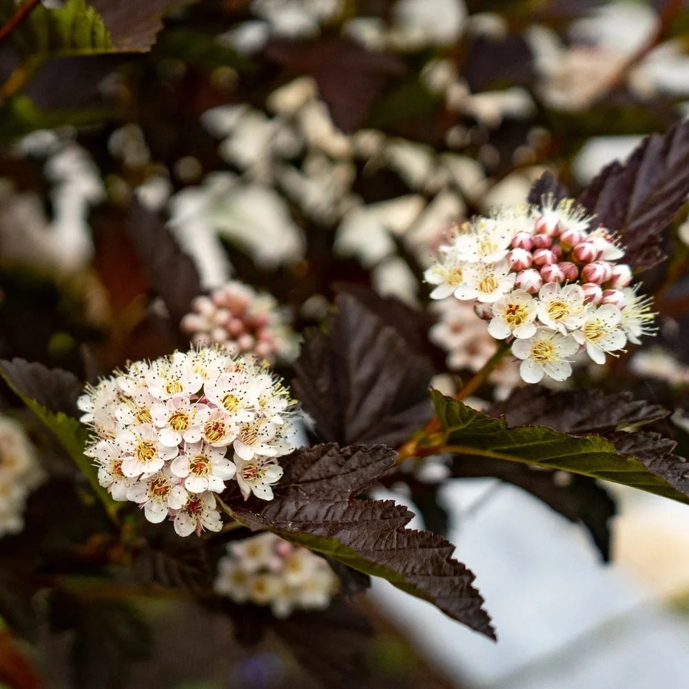 Diablo Ninebark Shrub