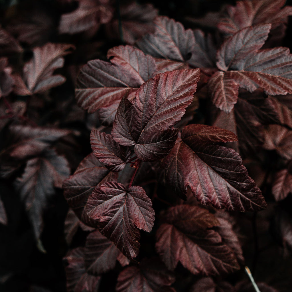 Close-up of dark burgundy-red leaves with prominent veins against a very dark, shadowed background.