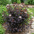A flowering shrub with dark burgundy-purple leaves and clusters of small white flowers, planted in mulch outdoors with green garden plants in the background.