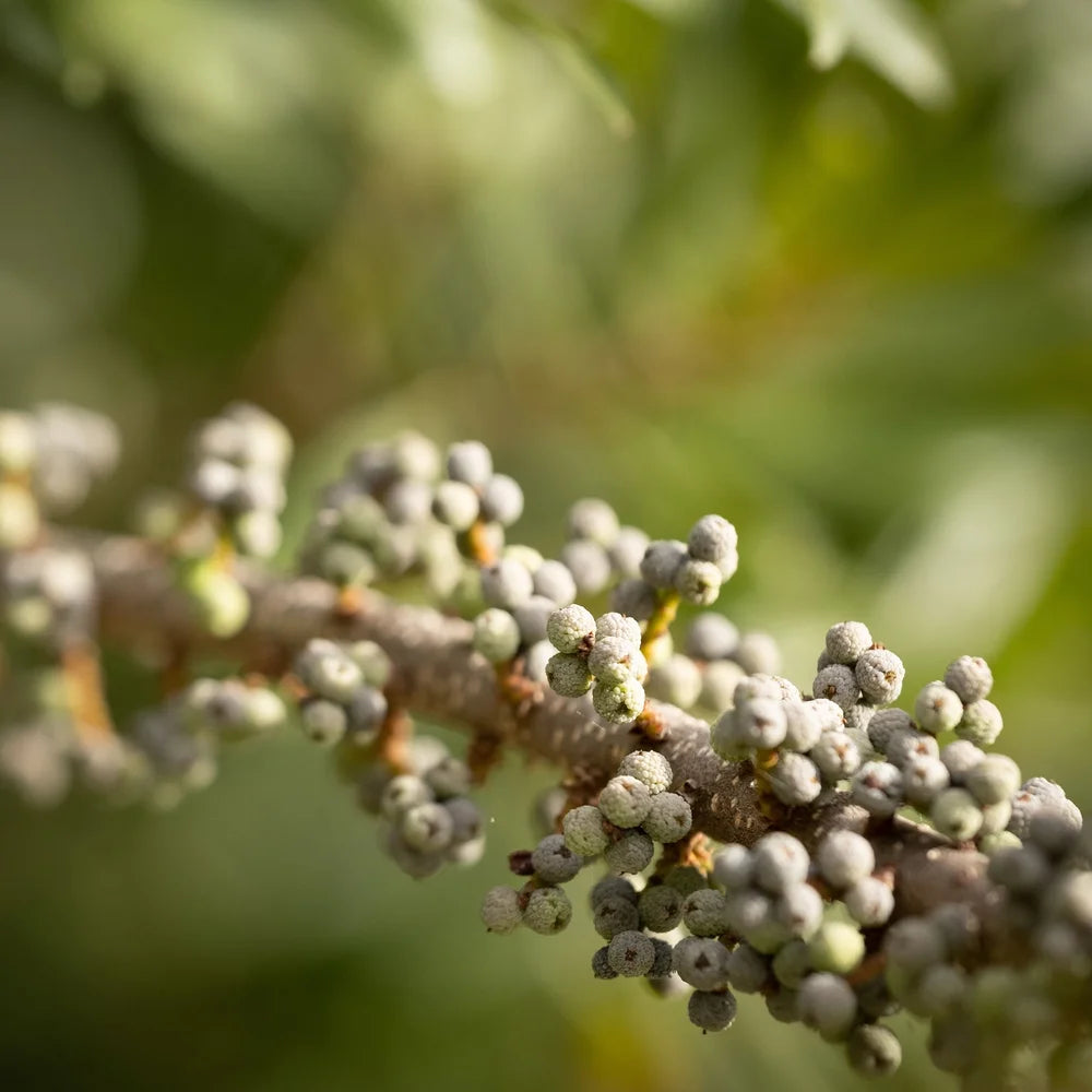 Northern Bayberry Shrub