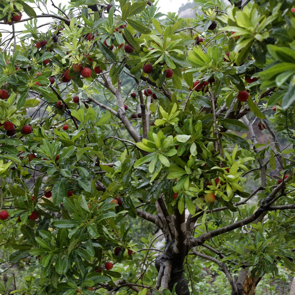 Northern Bayberry Shrub