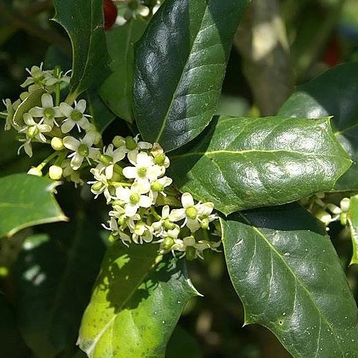 Nellie R. Stevens Holly Bush