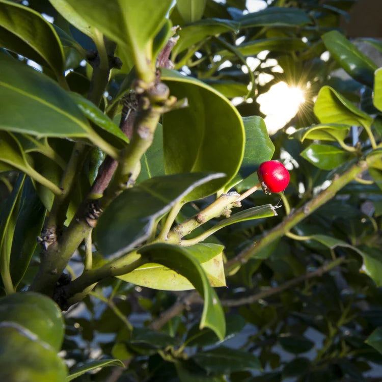 Nellie R. Stevens Holly Bush