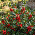 Nellie R. Stevens Holly Bush