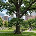 Bur Oak Tree