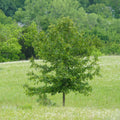 small immature nuttall oak tree in an open field with a line trees in the background