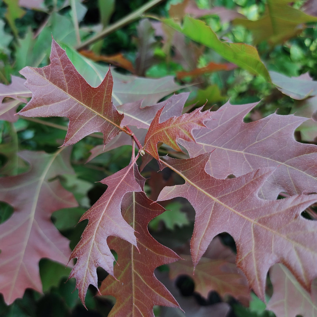 Close-up of red-brown oak leaves with visible veins and serrated edges, layered over green foliage in a natural outdoor setting.