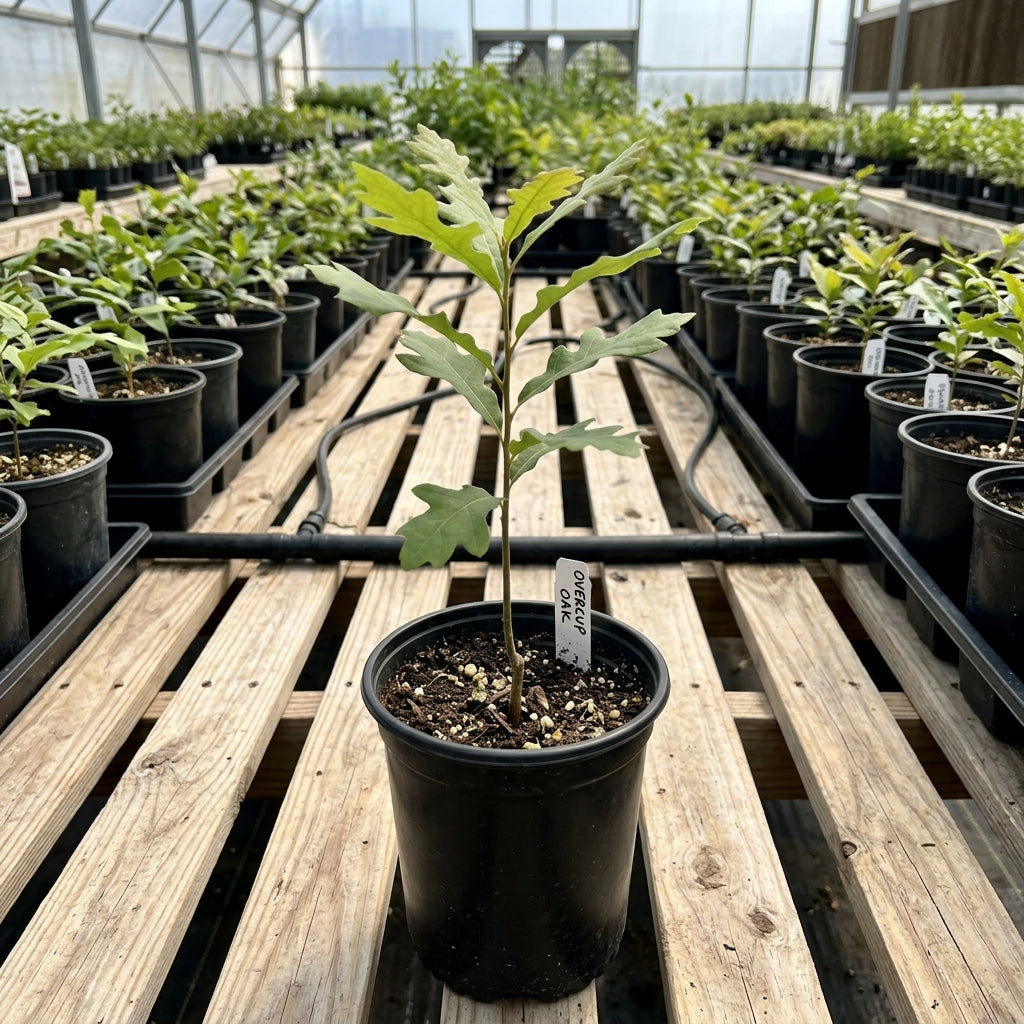 Overcup Oak Tree