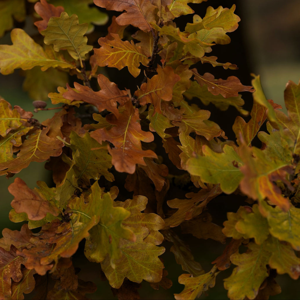 over cup leaves in fall transition 