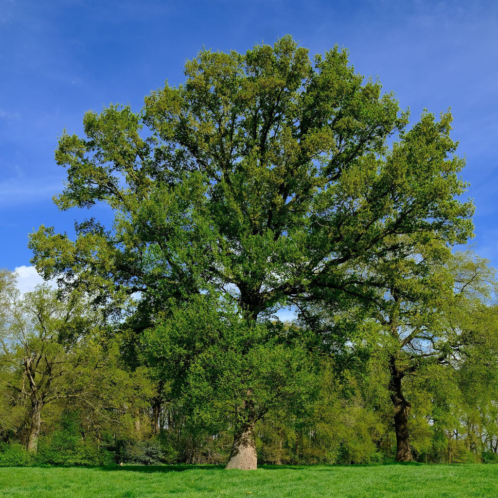 Overcup Oak Tree