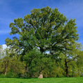 Overcup Oak Tree