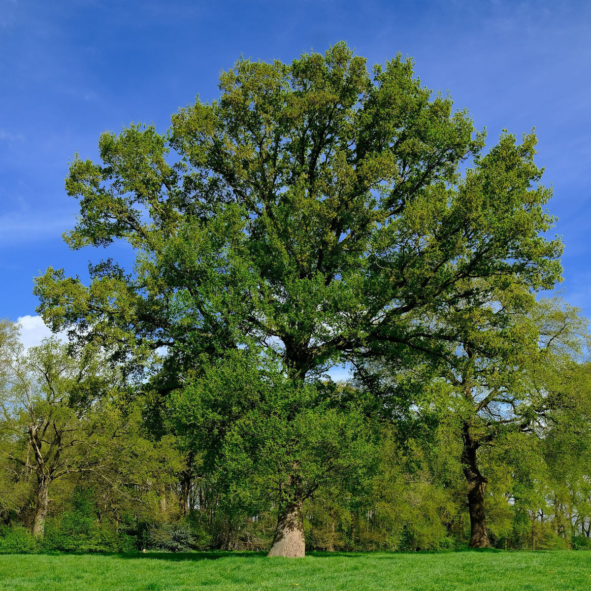 Overcup Oak Tree