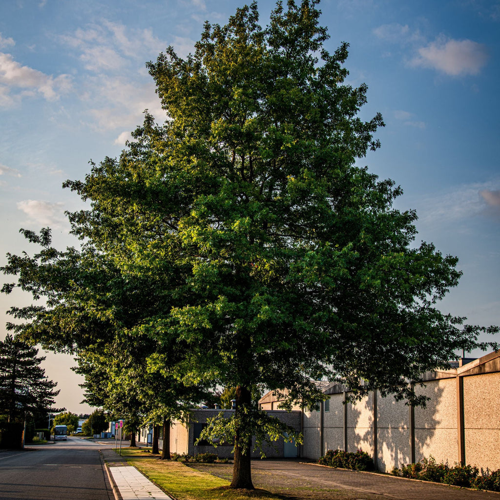 A tall, lush green tree standing on a grassy strip of land next to a paved road, with a white wall and blue sky in the background.