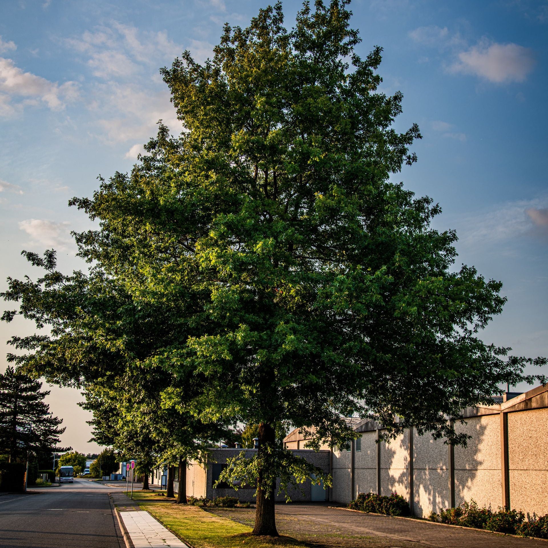 A tall, lush green tree standing on a grassy strip of land next to a paved road, with a white wall and blue sky in the background.
