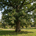 A large mature Sawtooth Oak tree with a thick textured brown trunk and dense green foliage, standing in a grassy park area with other trees and a fence in the background.