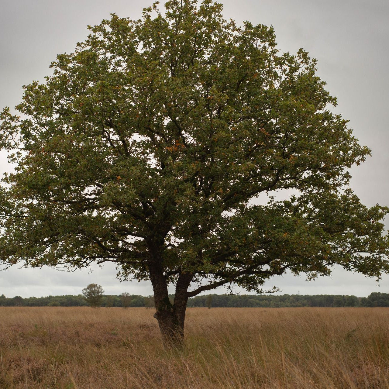 Scarlet Red Oak tree in a large grassy field